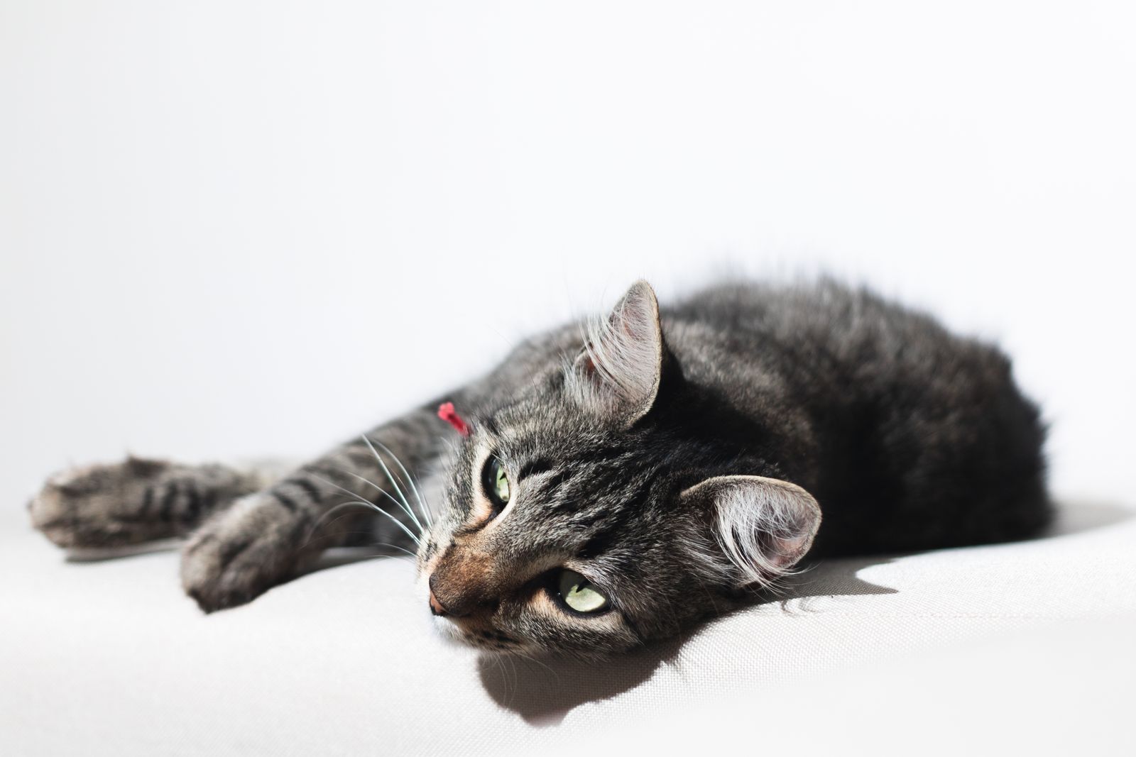 Um sereno gato tigrado deitado confortavelmente em um fundo branco, desfrutando da luz natural.