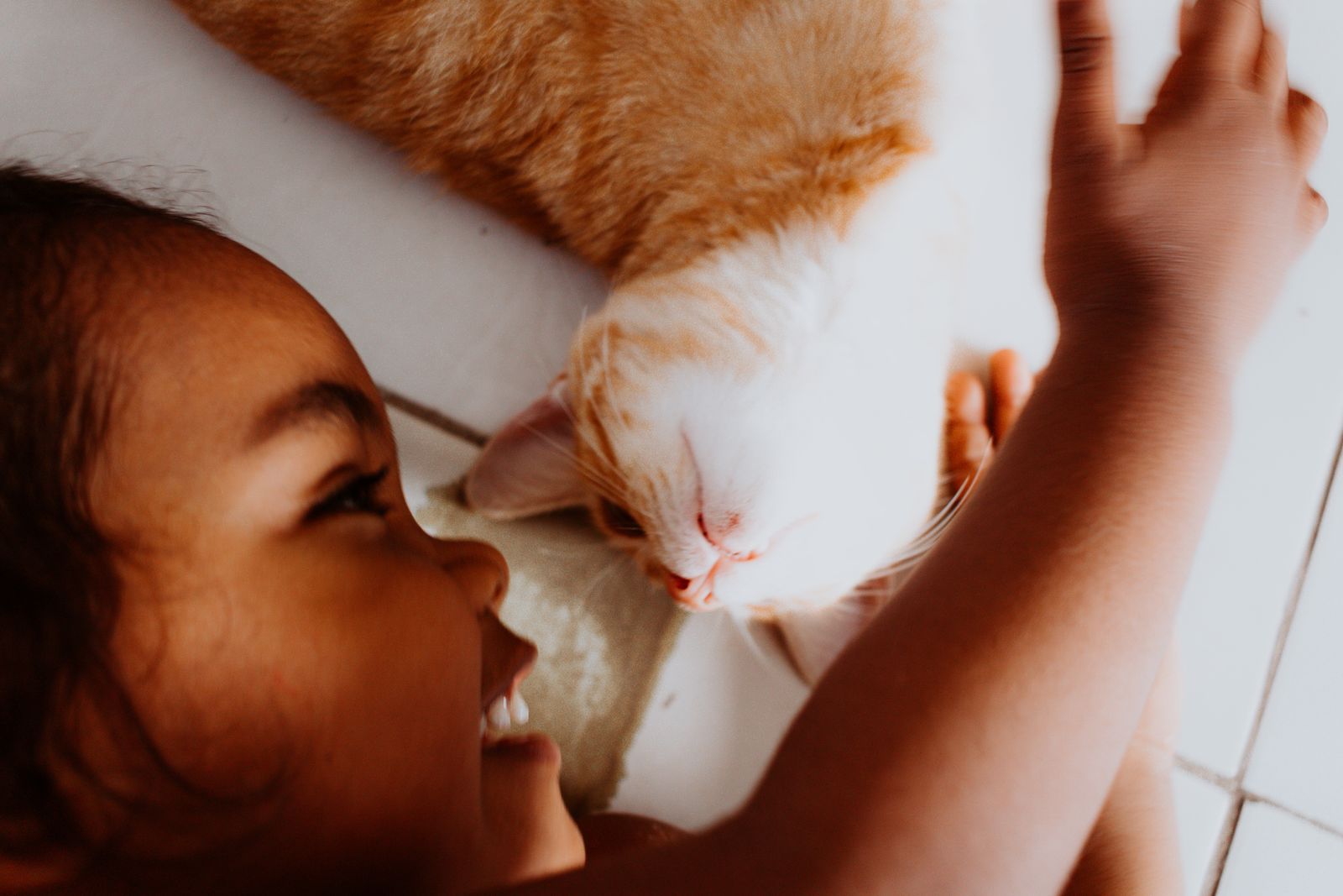 Uma criança alegre acariciando com carinho um lindo gato laranja e branco dentro de casa.