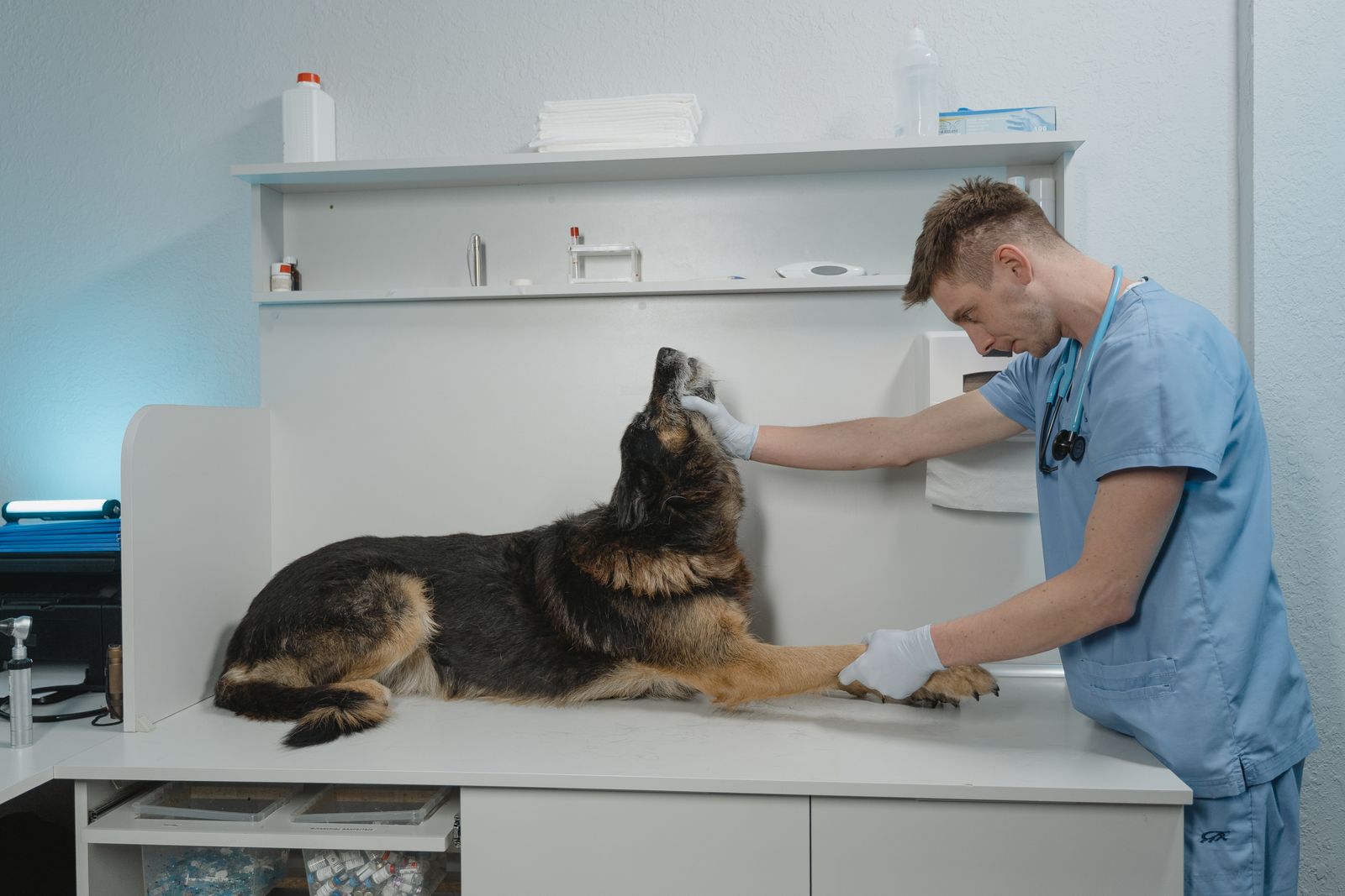 Um veterinário examina um cachorro da raça Pastor Alemão em um ambiente de clínica estéril.